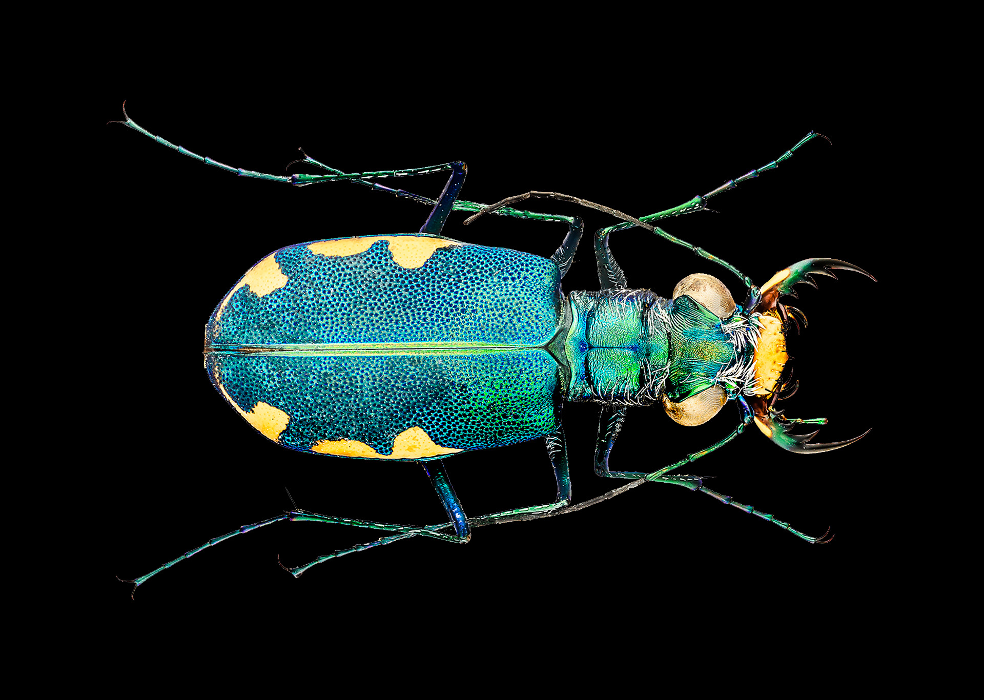 ジャン＝エミール・ラボルール 昆虫学者 (L' Entomologiste)